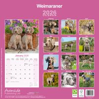 Avonside Kalender 26 Weimaraners as