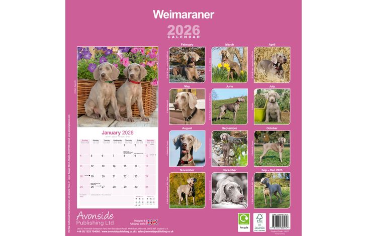 Avonside Kalender 26 Weimaraners as