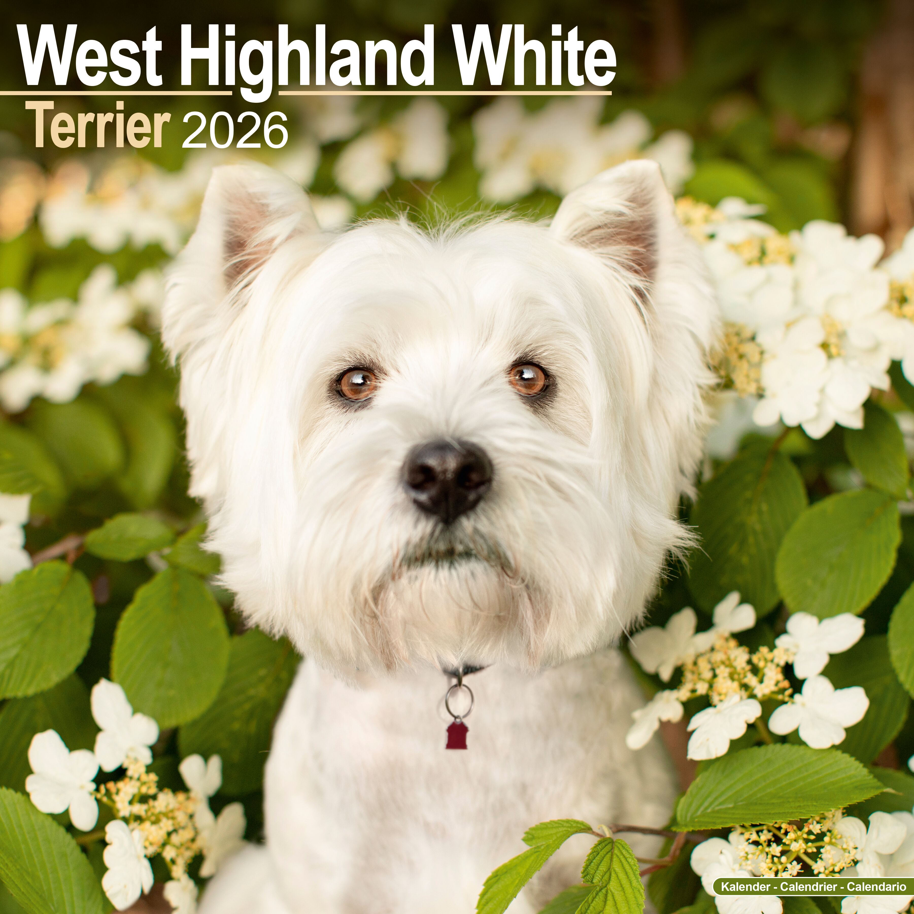 Avonside Kalender 26 West HW Terriers as