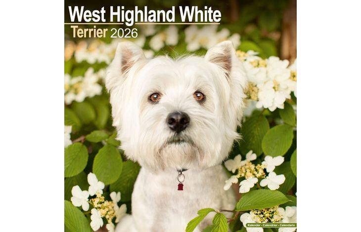 Avonside Kalender 26 West HW Terriers as