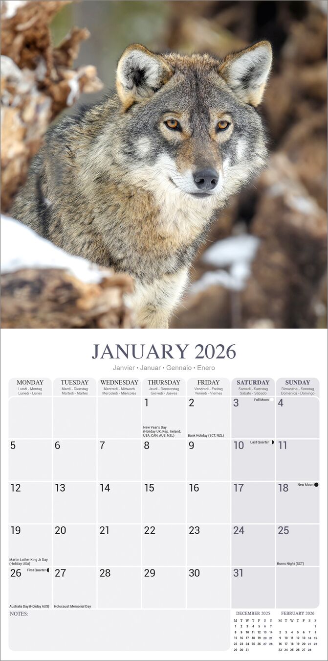 Avonside Kalender 26 Wolves as
