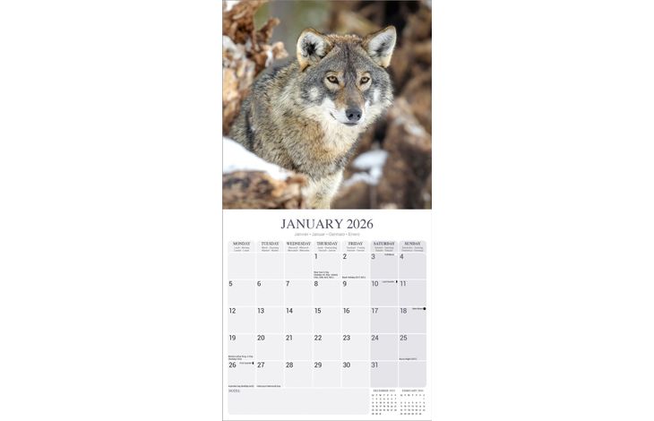 Avonside Kalender 26 Wolves as
