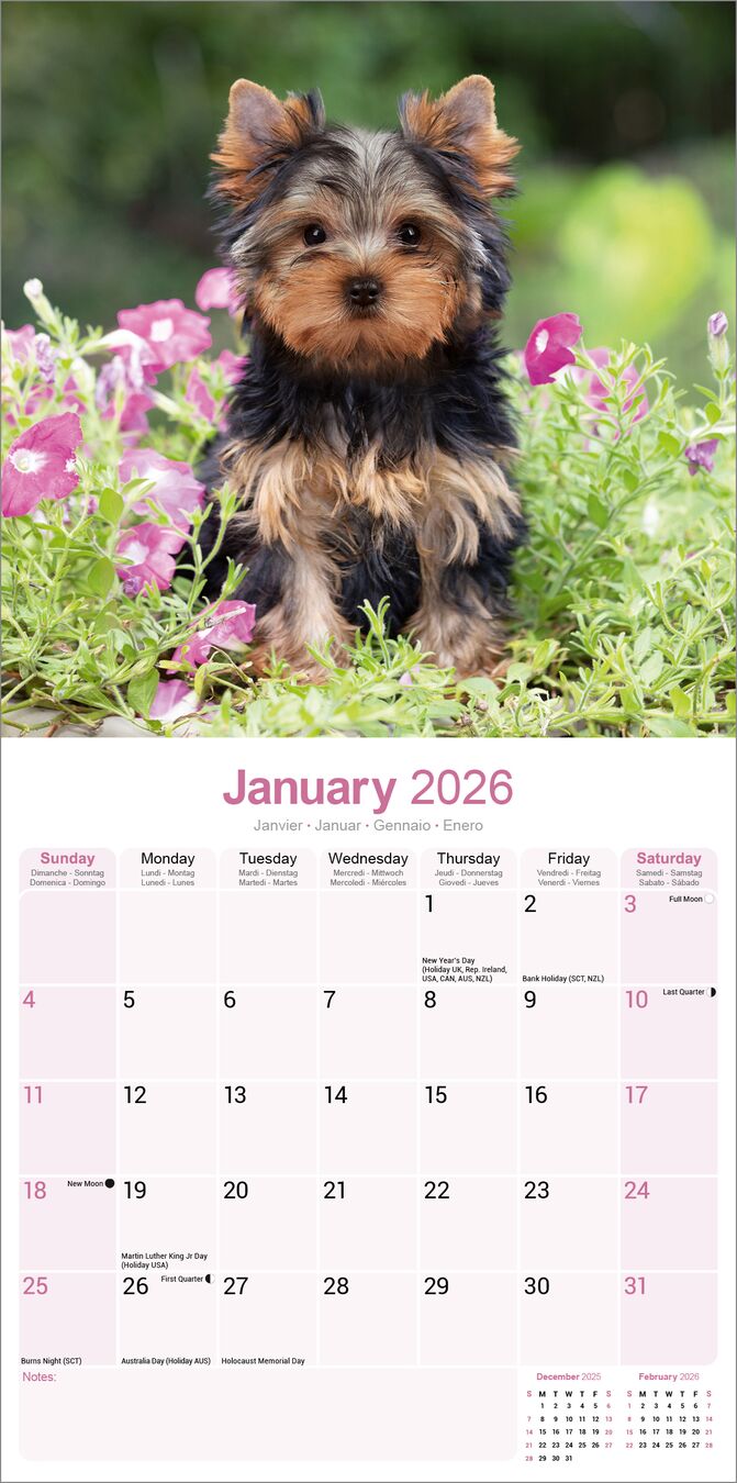 Avonside Kalender 26 Yorkshire Terriers as