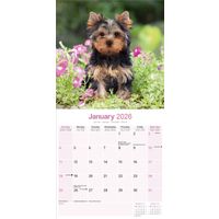 Avonside Kalender 26 Yorkshire Terriers as