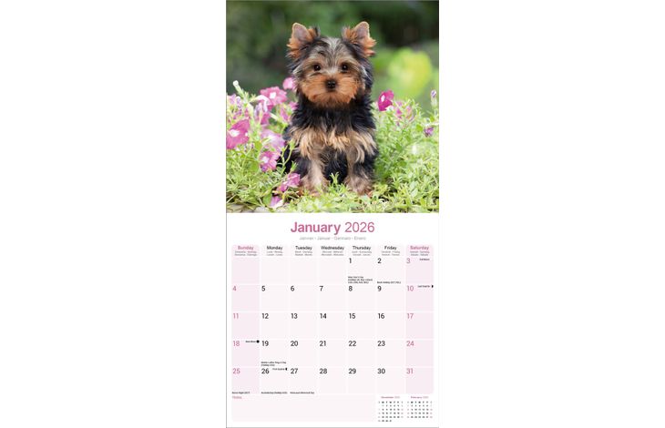 Avonside Kalender 26 Yorkshire Terriers as