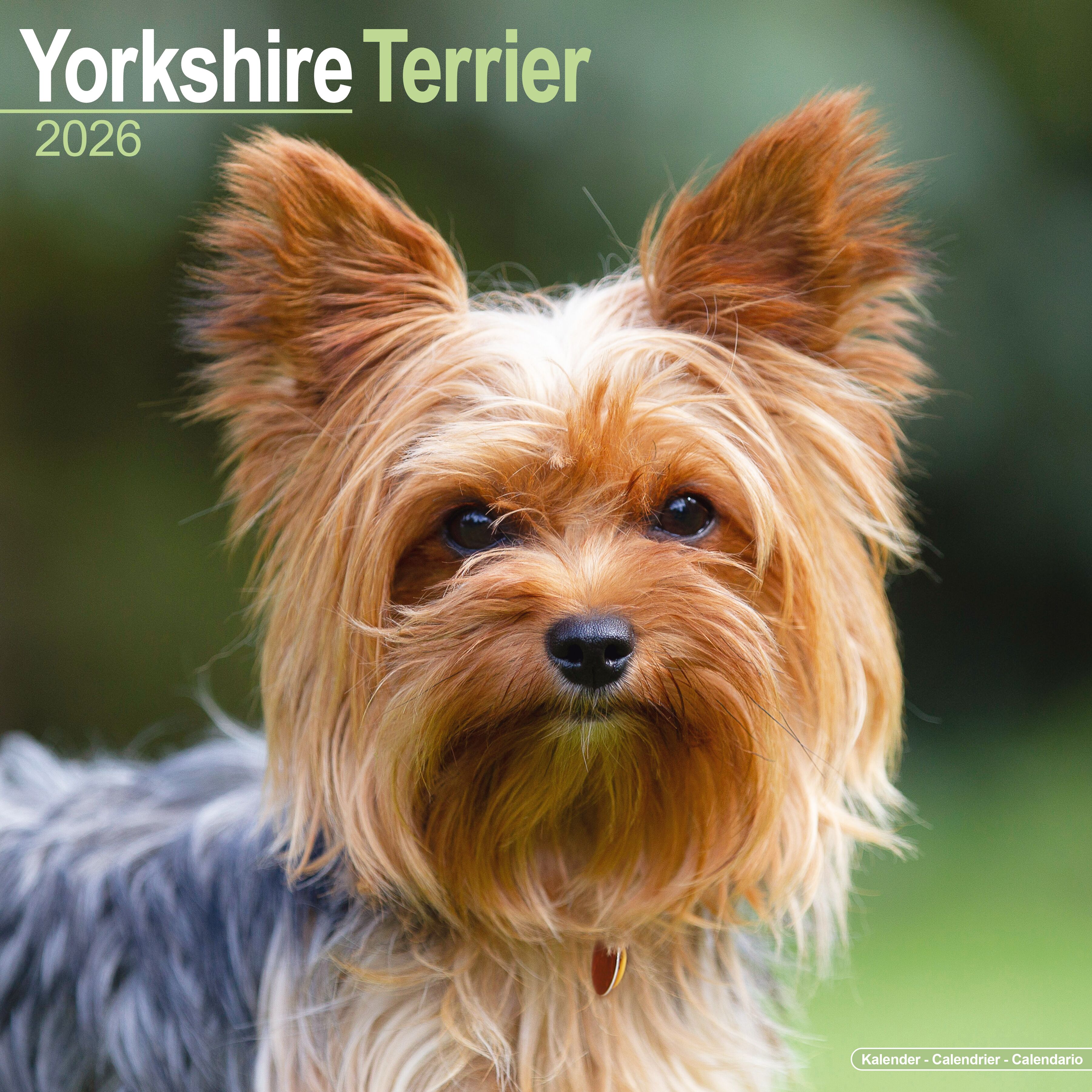 Avonside Kalender 26 Yorkshire Terriers as