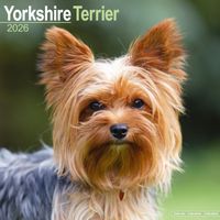 Avonside Kalender 26 Yorkshire Terriers as