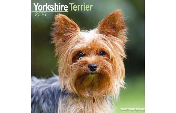 Avonside Kalender 26 Yorkshire Terriers as