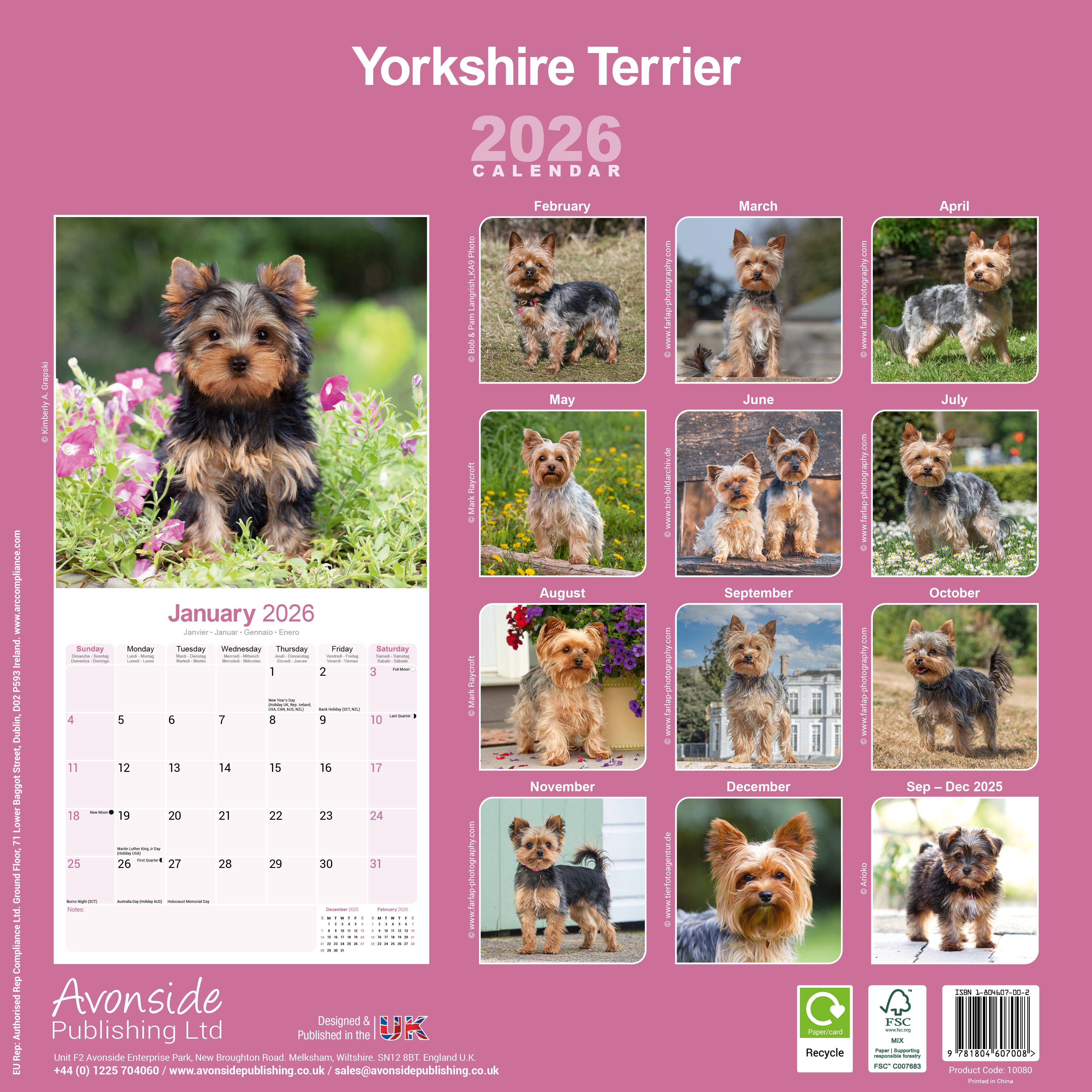 Avonside Kalender 26 Yorkshire Terriers as