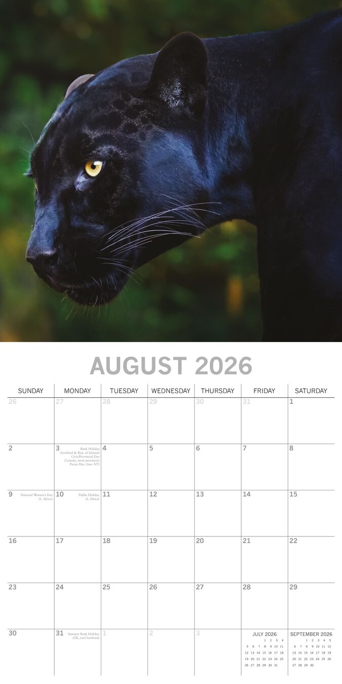 The Gifted Stationery Kalender 26 Big Cats gtd