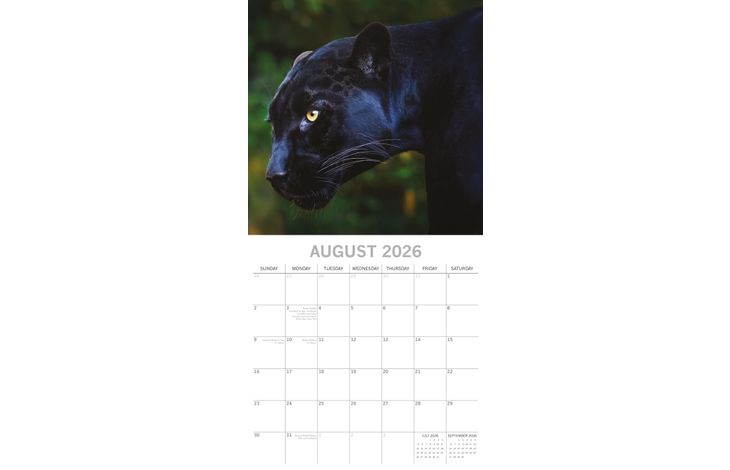 The Gifted Stationery Kalender 26 Big Cats gtd
