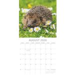 Kalender 26 Hedgehogs gtd