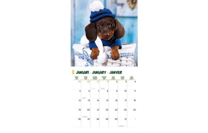 Plenty Gifts Kalender 26 Dachshunds Studio pg