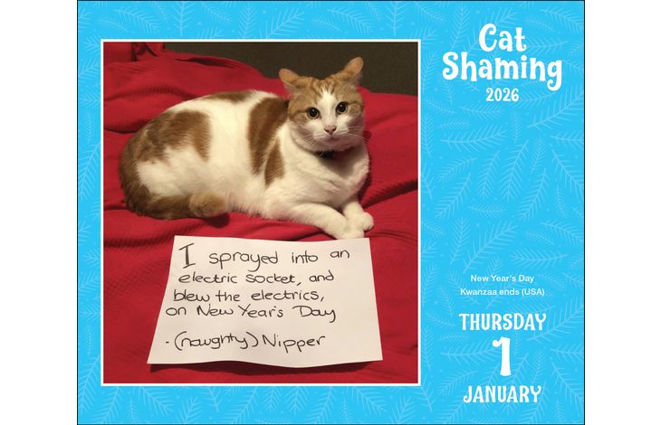 Flame Tree Publishing Boxed 26 Cat Shaming amp