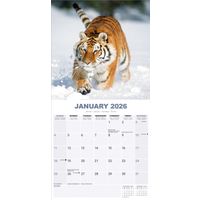 Avonside Kalender 26 Tigers as