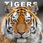 Kalender 26 Tigers as