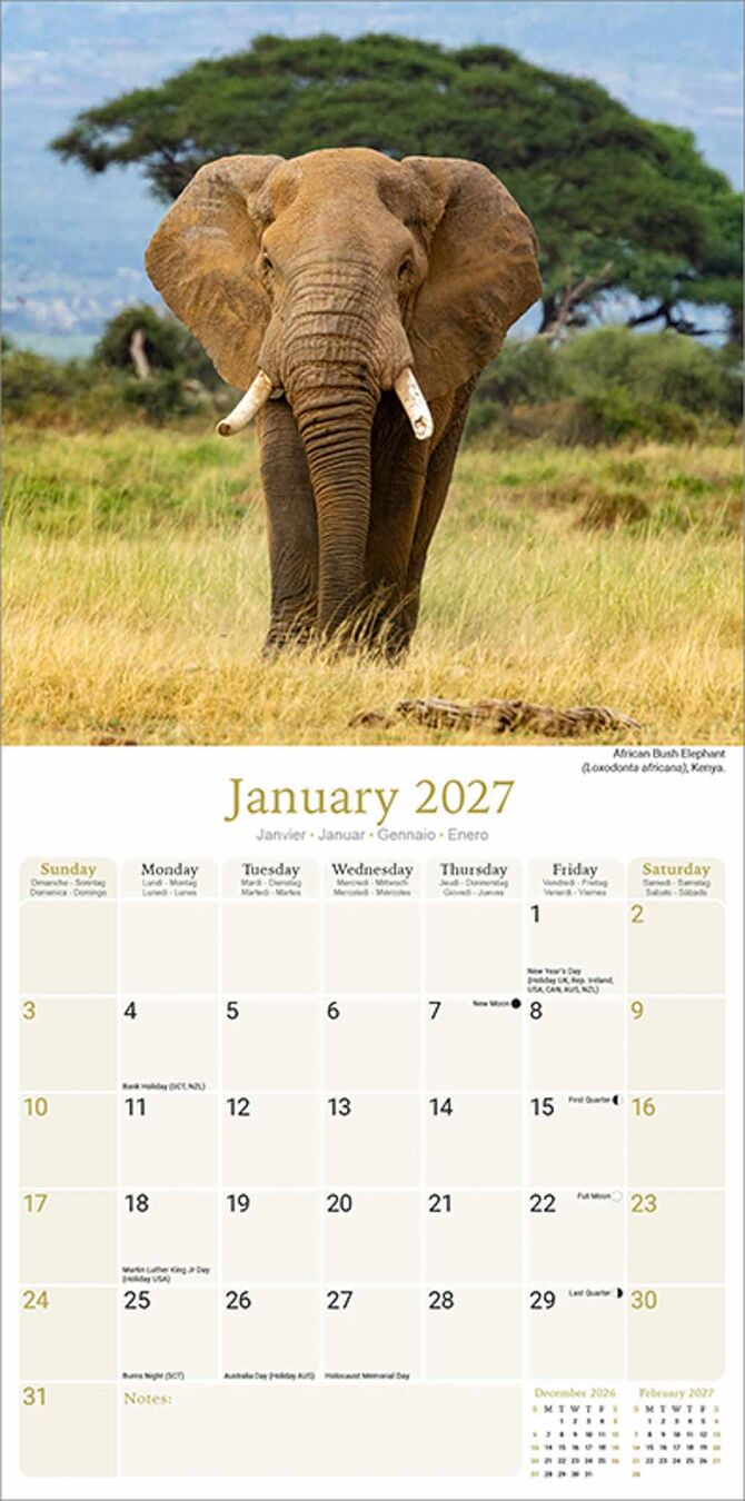 Avonside Kalender 27 African Wildlife as
