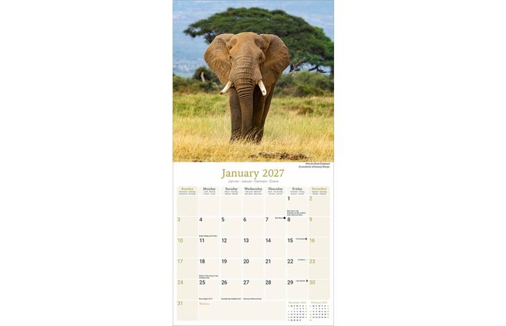 Avonside Kalender 27 African Wildlife as