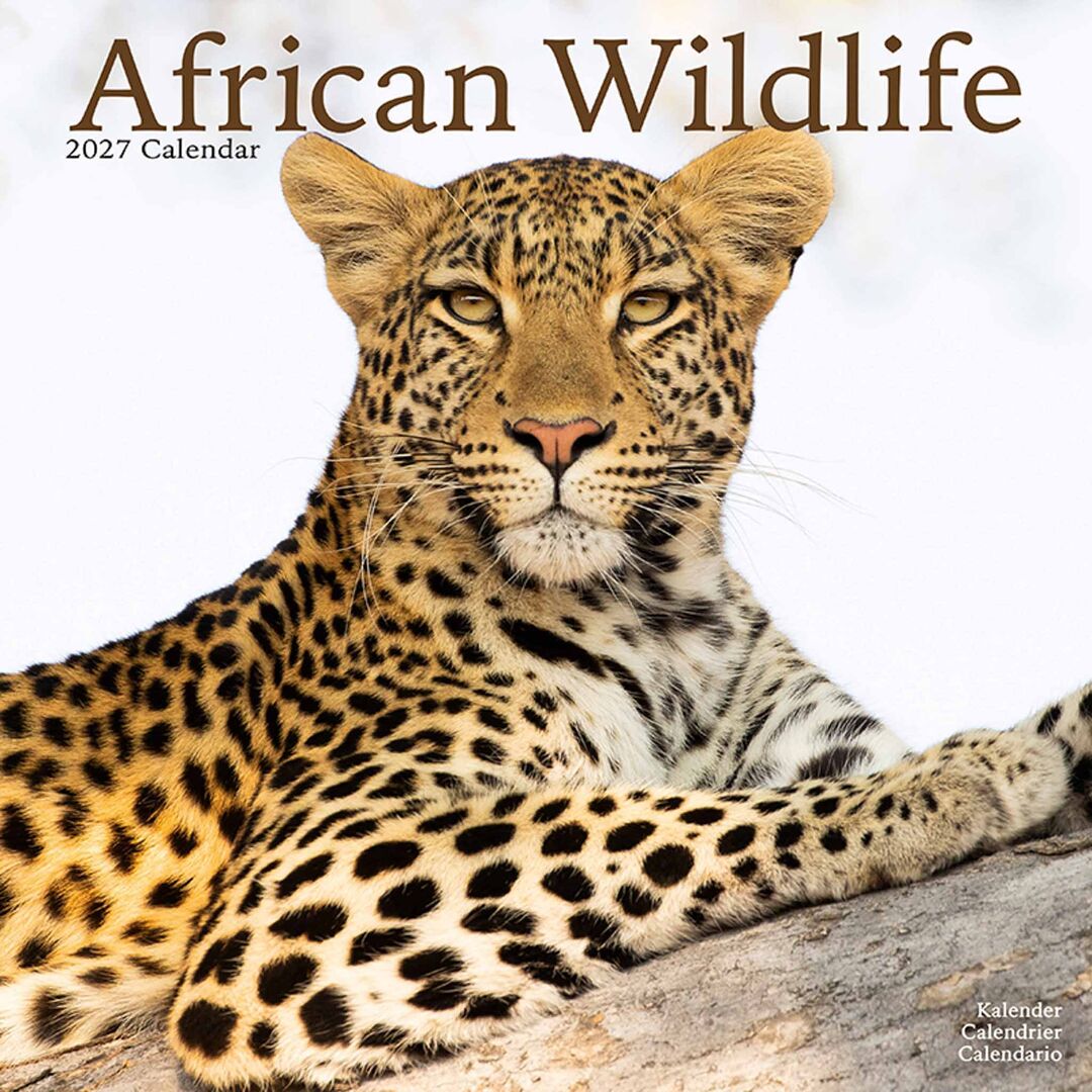 Avonside Kalender 27 African Wildlife as