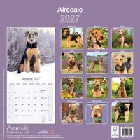Avonside Kalender 27 Airedale Terriers as