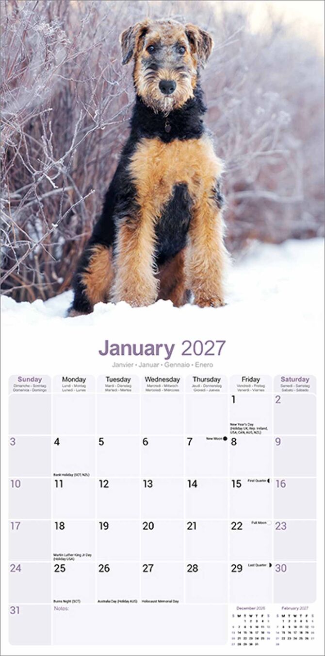 Avonside Kalender 27 Airedale Terriers as