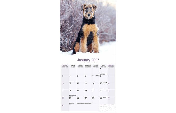 Avonside Kalender 27 Airedale Terriers as