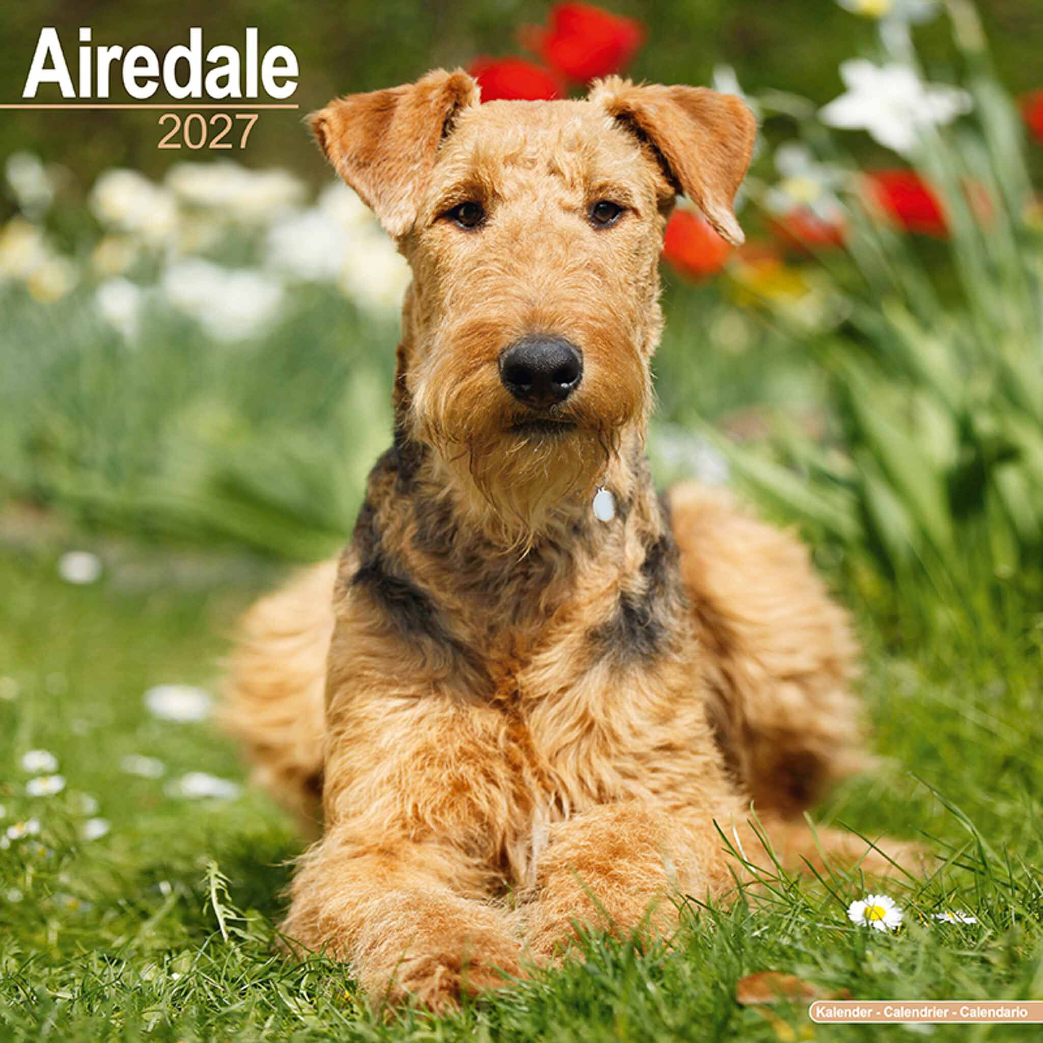 Avonside Kalender 27 Airedale Terriers as