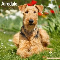 Avonside Kalender 27 Airedale Terriers as