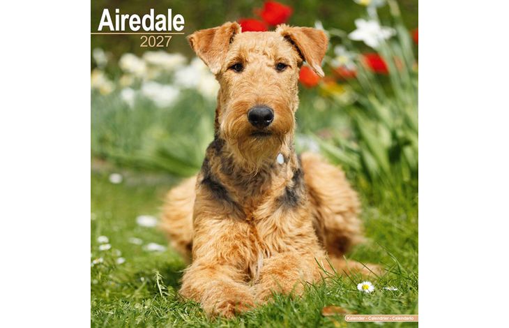Avonside Kalender 27 Airedale Terriers as