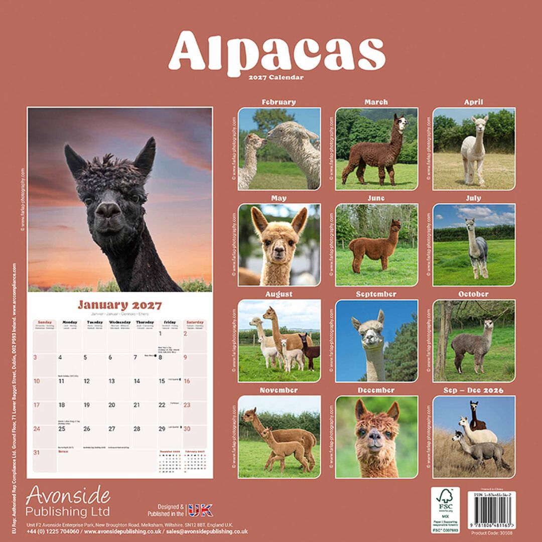 Avonside Kalender 27 Alpacas as