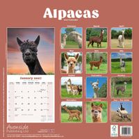 Avonside Kalender 27 Alpacas as