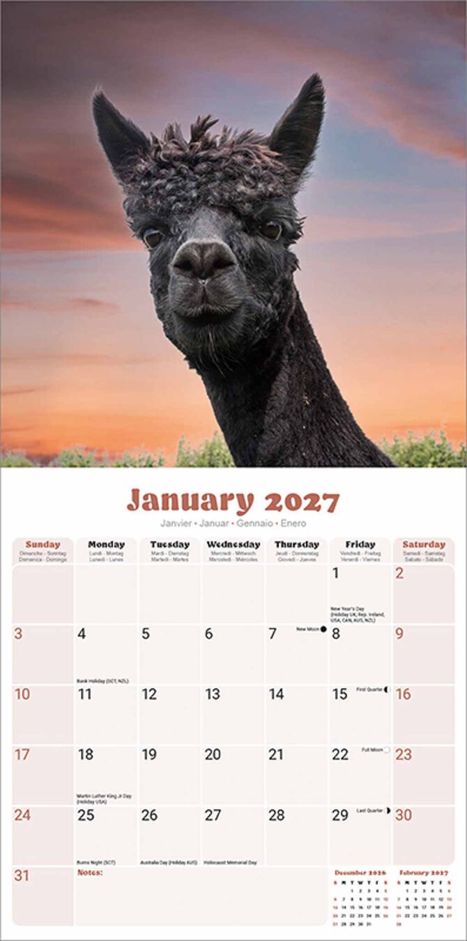 Avonside Kalender 27 Alpacas as