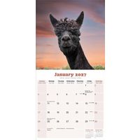 Avonside Kalender 27 Alpacas as