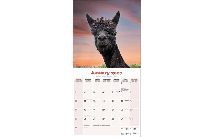 Avonside Kalender 27 Alpacas as