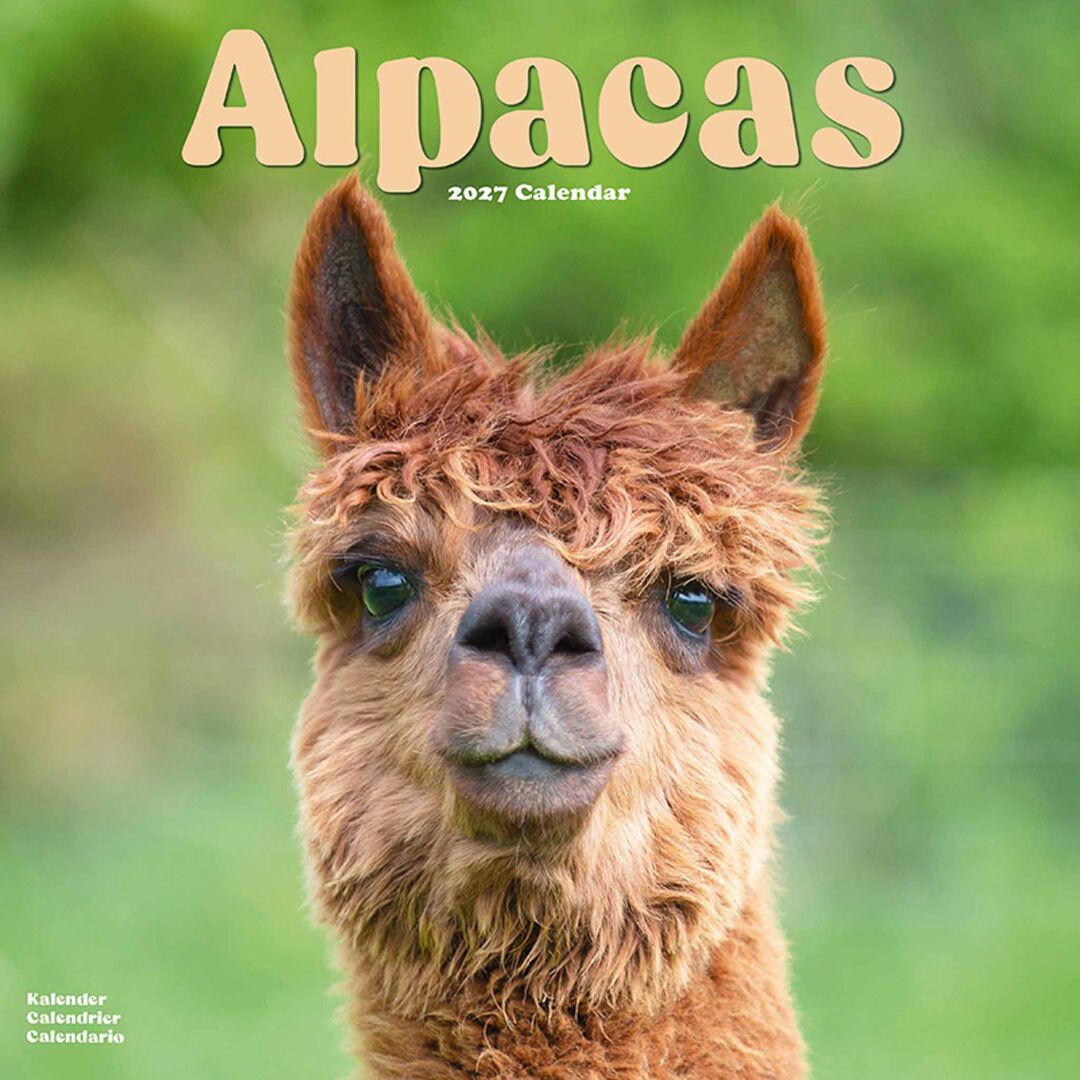 Avonside Kalender 27 Alpacas as