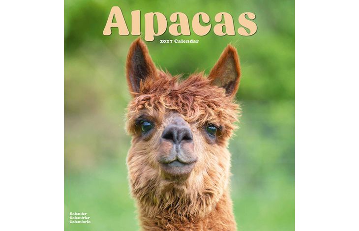 Avonside Kalender 27 Alpacas as