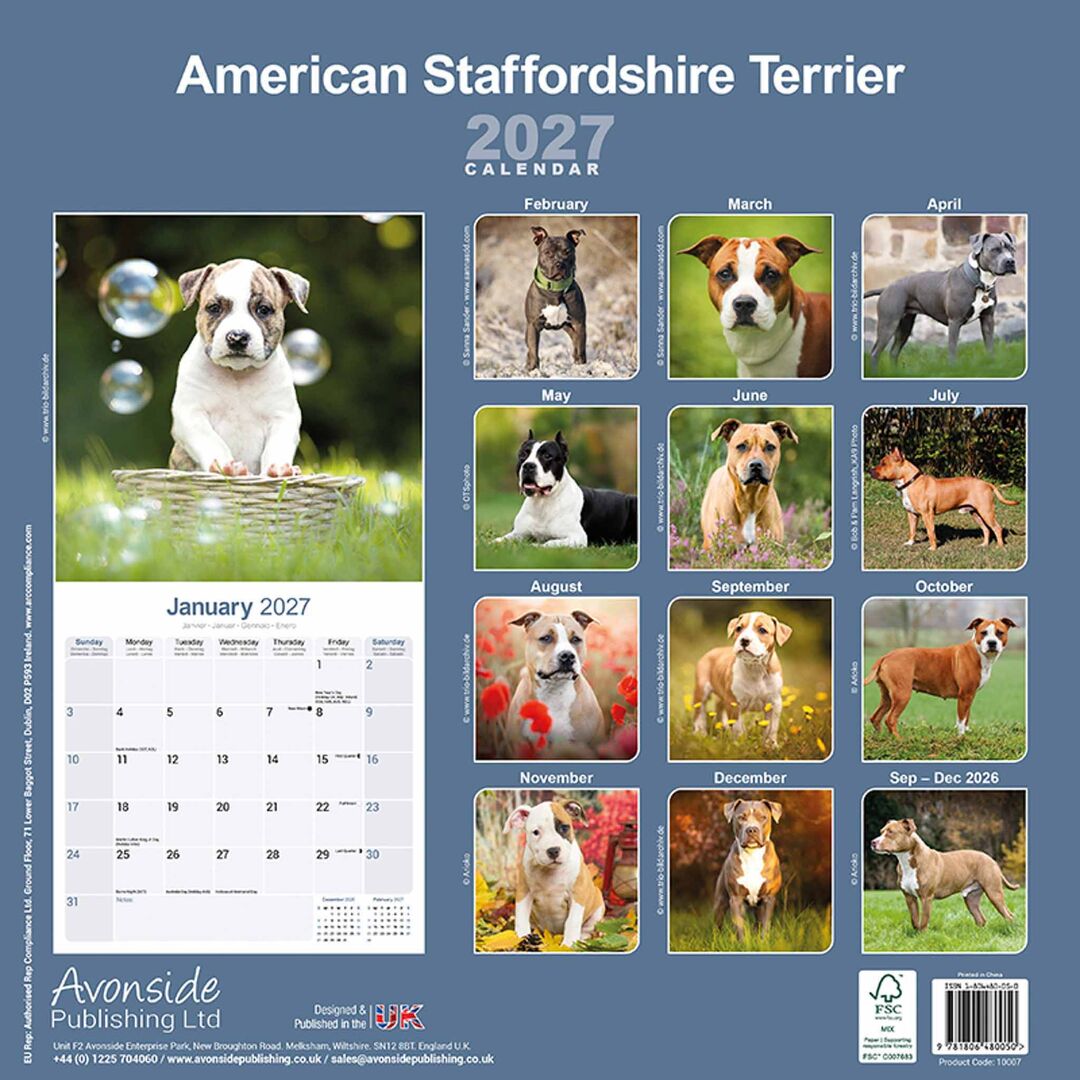 Avonside Kalender 27 Am Staff Terrier as