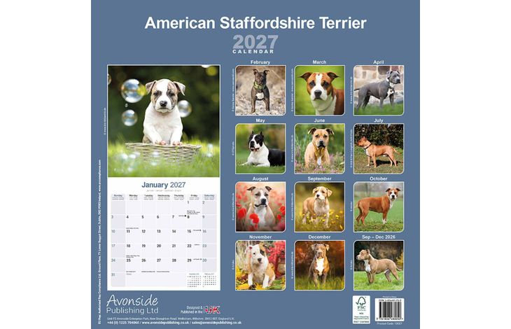 Avonside Kalender 27 Am Staff Terrier as