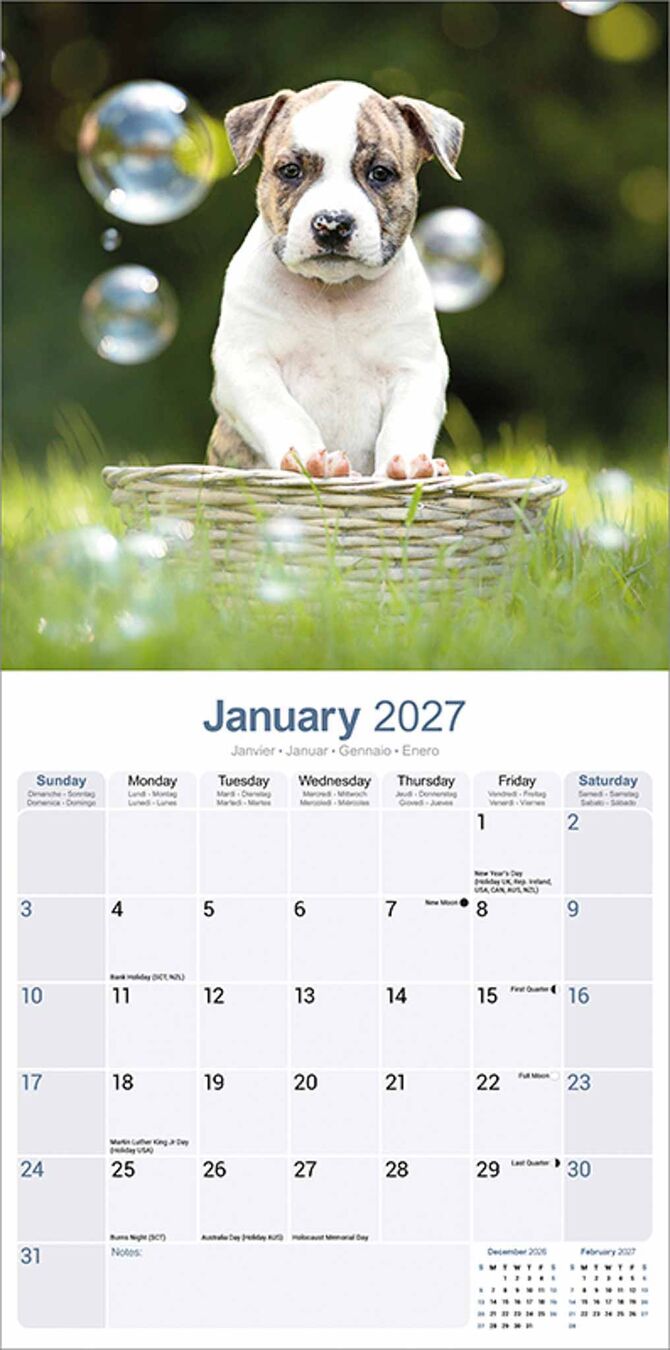 Avonside Kalender 27 Am Staff Terrier as