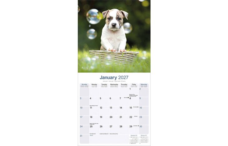 Avonside Kalender 27 Am Staff Terrier as