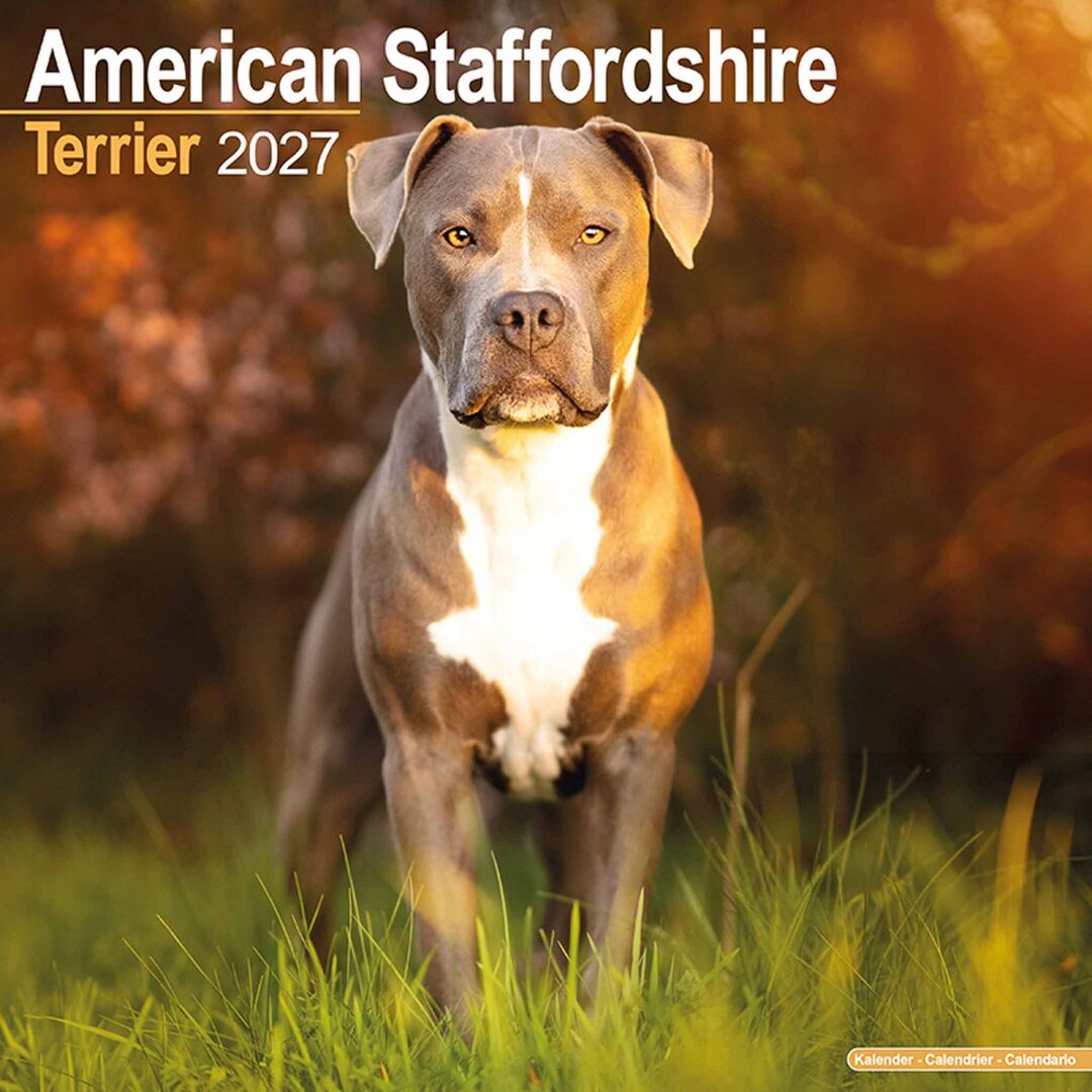 Avonside Kalender 27 Am Staff Terrier as