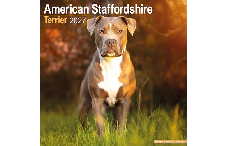 Avonside Kalender 27 Am Staff Terrier as
