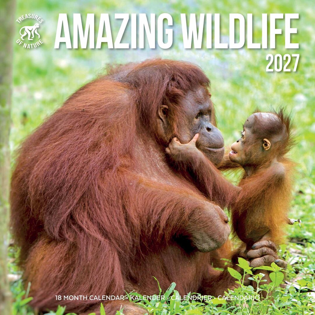 Plenty Gifts Kalender 27 Amazing Wildlife ToN pg