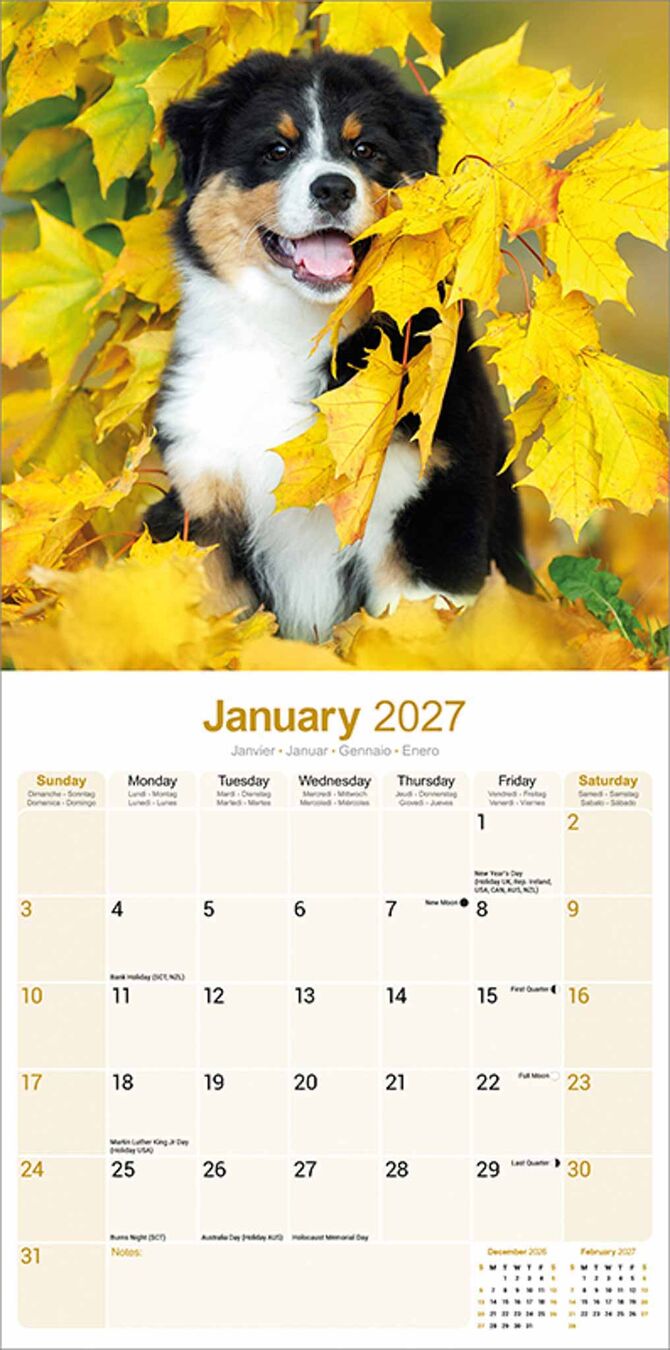 Avonside Kalender 27 Australian Shepherds as