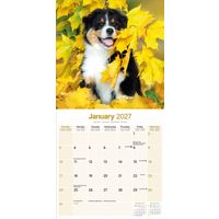 Avonside Kalender 27 Australian Shepherds as