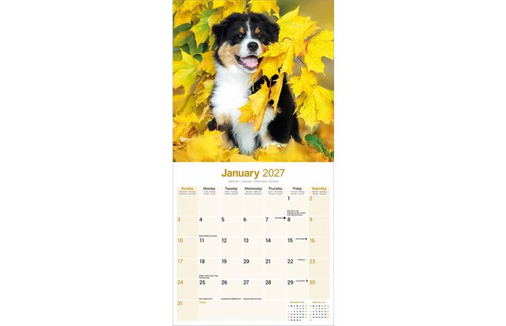 Avonside Kalender 27 Australian Shepherds as