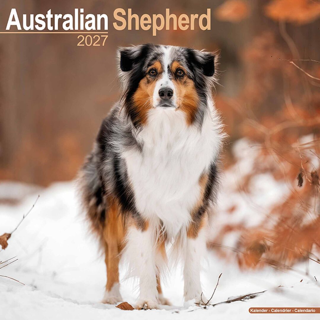 Avonside Kalender 27 Australian Shepherds as