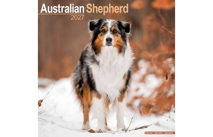 Avonside Kalender 27 Australian Shepherds as