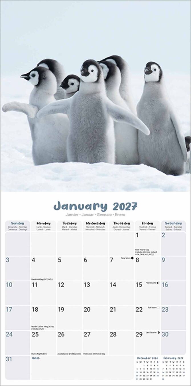 Avonside Kalender 27 Baby Animals as