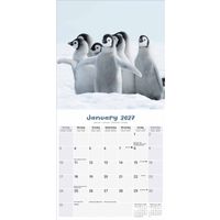 Avonside Kalender 27 Baby Animals as